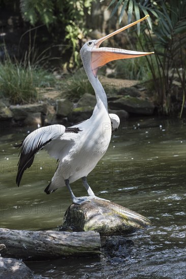 Australian Pelican (Pelecanus conspicillatus)