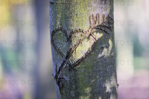 Heart carved into a tree