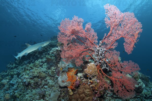 Whitetip reef shark (Triaenodon obesus) Knotted Fan Coral (Melithaea ochracea)