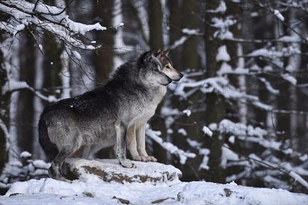 Male and female leader of the pack