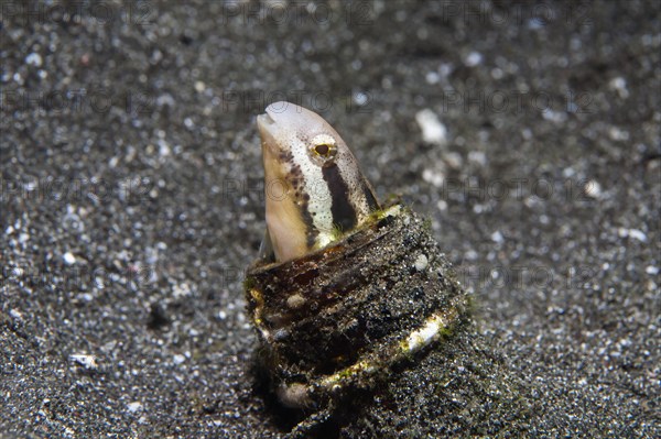 Striped poison-fang blenny mimic (Petroscirtes breviceps) peering out of a sunken glass bottle