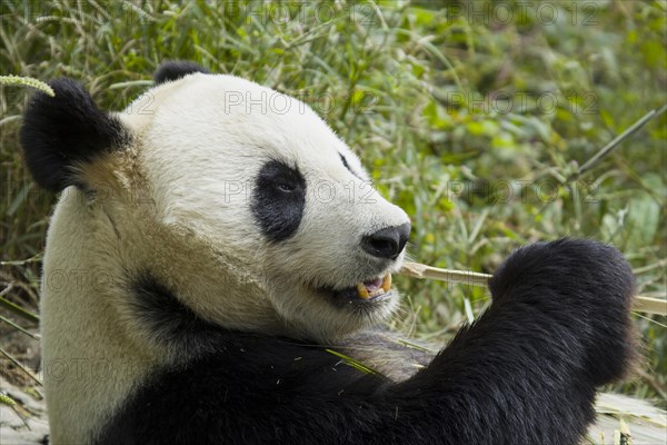 Giant Panda (Ailuropoda melanoleuca) adult