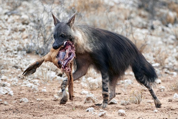 Brown Hyena (Hyaena brunnea) adult