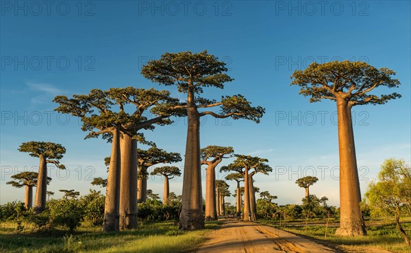 Baobab Avenue (Adansonia grandidieri) in West Madagascar