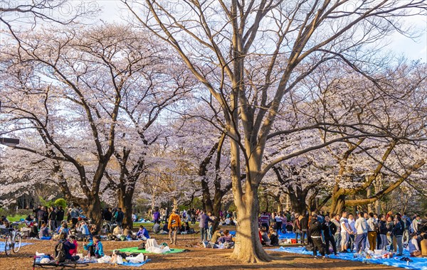 Japanese picnic under cherry blossoms in Yoyogi Park at Hanami Fest