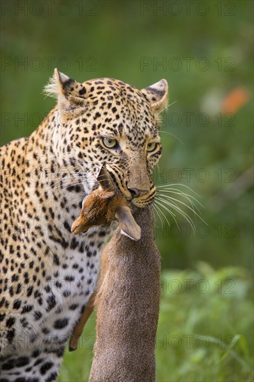 Leopard (Panthera pardus) with captured Kirk's Dik-dik (Madoqua kirkii)