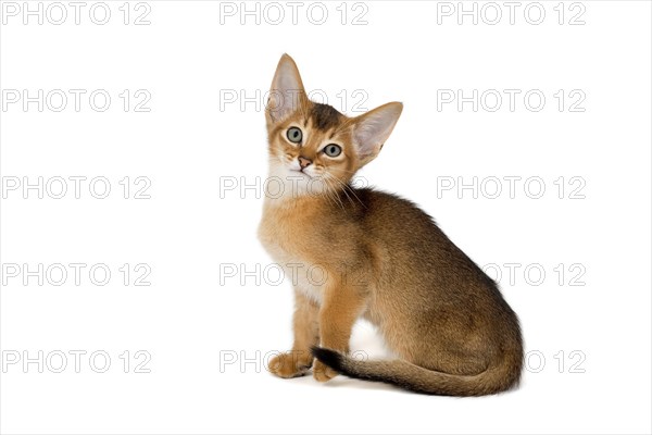 Abyssinian kitten