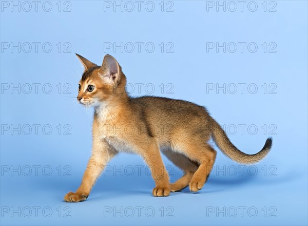 Abyssinian kitten