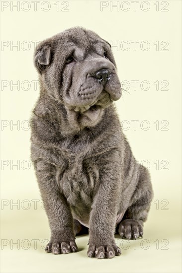 Shar Pei puppy