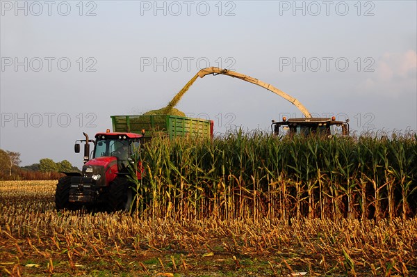 Maize harvest