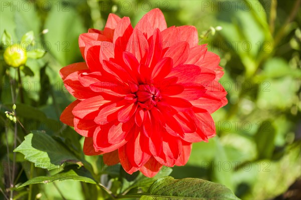 The blossom of a Dahlia 'Stadt Spremberg'