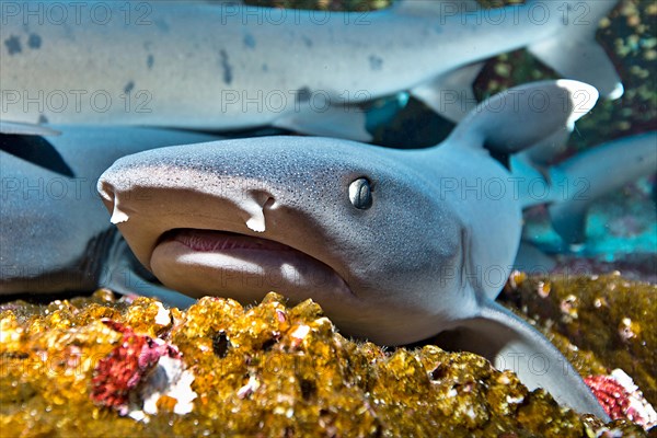 Whitetip Reef Sharks (Triaenodon obesus) at their resting place