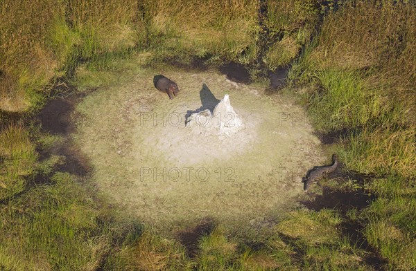 Hippopotamuses (Hippopotamus amphibius) and Nile Crocodile (Crocodylus niloticus)