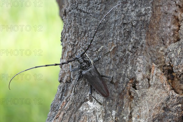 Great Capricorn Beetle (Cerambyx cerdo) in the biotope