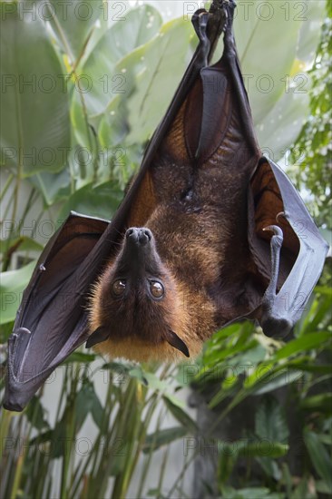 Large Flying Fox (Pteropus vampyrus) hanging in a tree