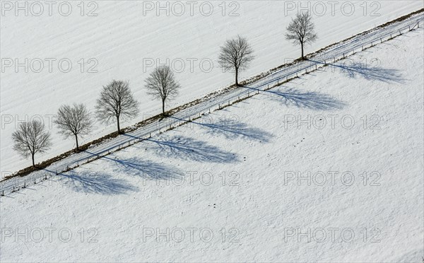 Avenue of trees in the snow