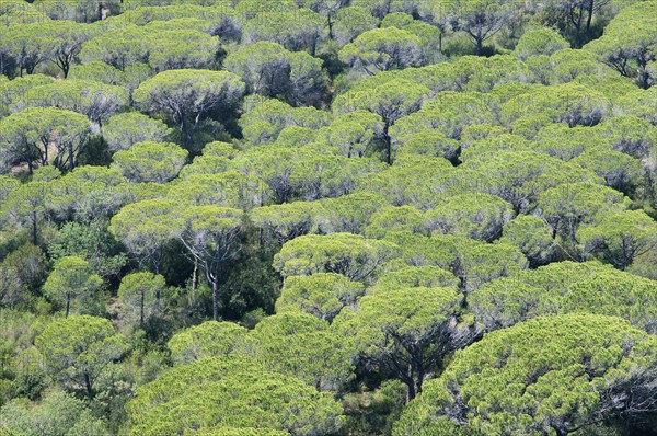 Pine forest