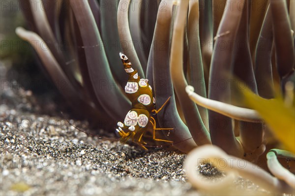 Squat shrimp or sexy shrimp (Thor amboinensis)