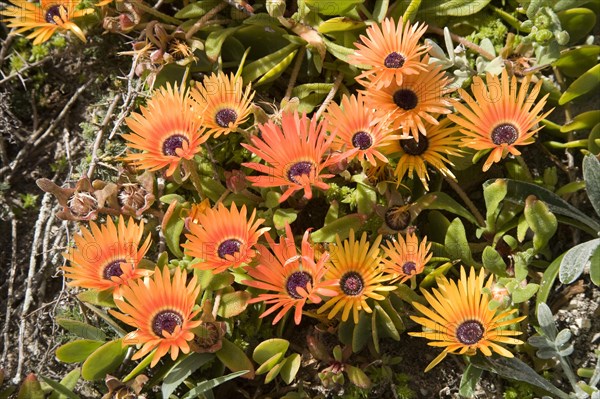 Ice Plants (Dorotheanthus bellidiformis)