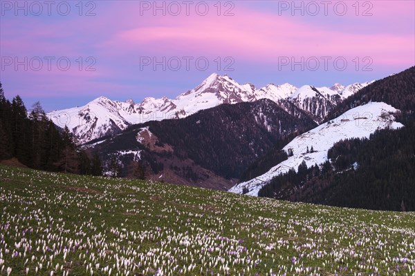 Flowering Crocuses (Crocus vernus) at sunset