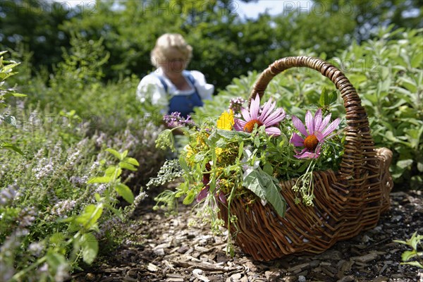 Herb basket with harvested medicinal herbs