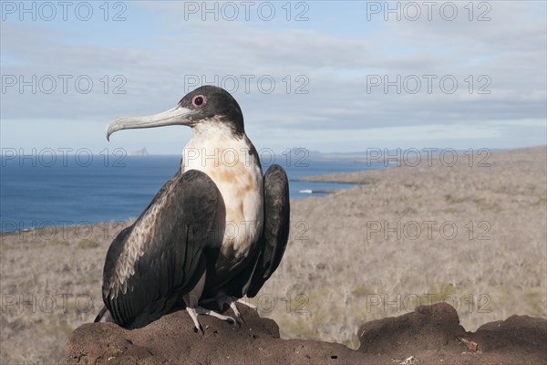 Young Magnificent frigatebird (Fregata magnificens)