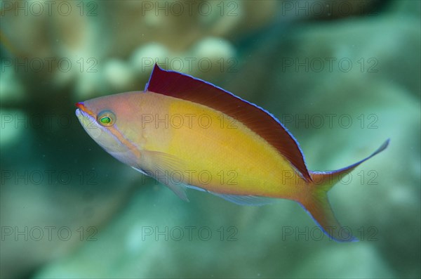 Redfin Anthias (Pseudanthias dispar)