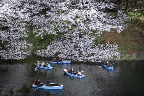 Canal with rowing boats in front of blooming cherry trees on a canal at night