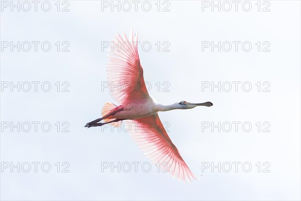 Roseate Spoonbill (Platalea ajaja)