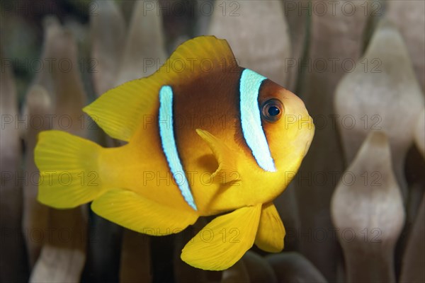 Young Red Sea clownfish (Amphiprion bicinctus) in front of Anemone