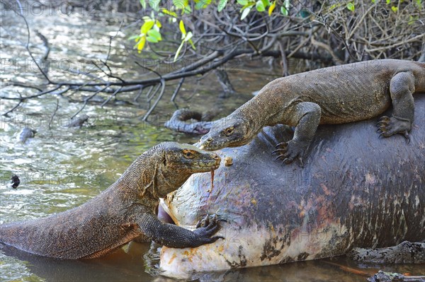 Komodo Dragons (Varanus komodoensis) feeding on the carcass of a buffalo that died in the mangrove area