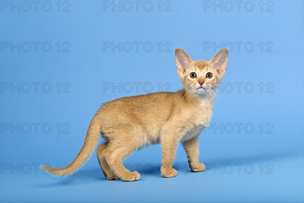 Abyssinian kitten