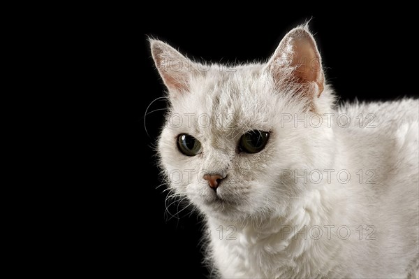 Selkirk Rex cat