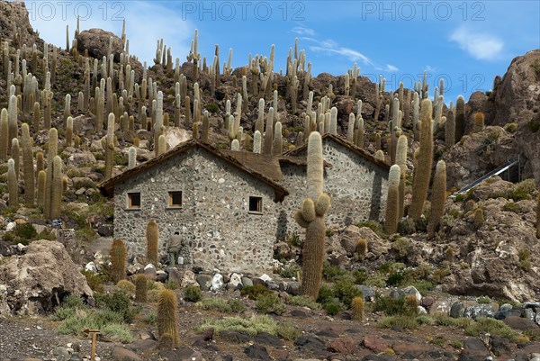 Small stone houses surrounded by cactuses