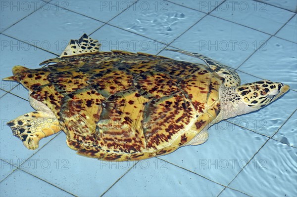 Hawksbill sea turtle (Eretmochelys imbricata)