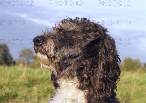Aussiedoodle