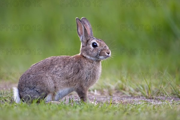 European Rabbit or Common Rabbit (Oryctolagus cuniculus)