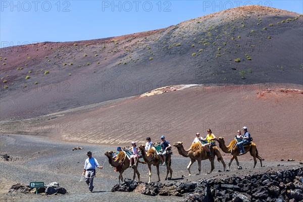 Dromedary camels