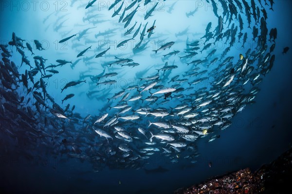 School of bigeye trevally fish (Caranx sexfasciatus) and large school of scalloped hammerhead sharks (Sphyrna lewini) behind