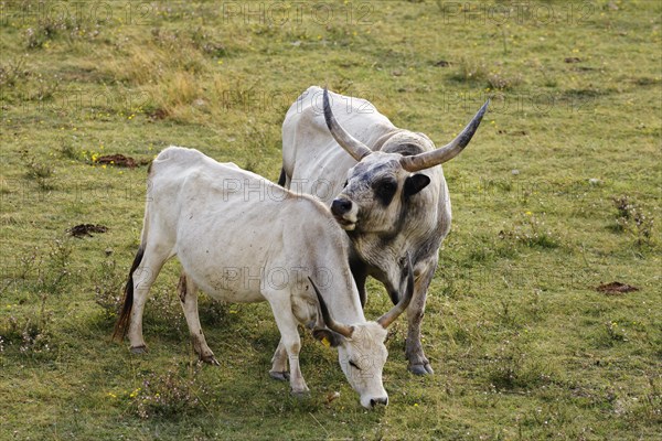 Cow and bull