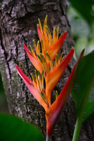 False Bird-Of-Paradise (Heliconia psittacorum)