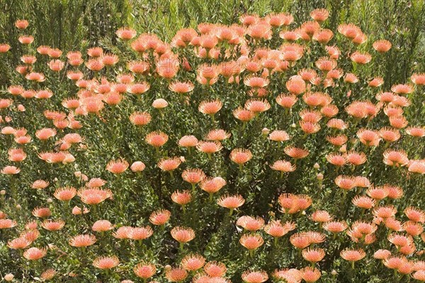 Pincushion Protea (Leucospermum spec.)