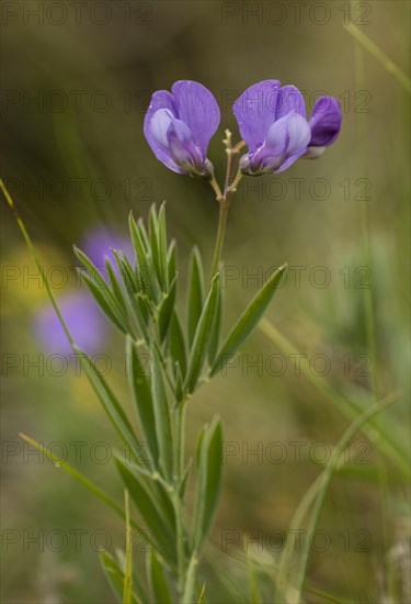 A vetchling (Lathyrus filiformis)