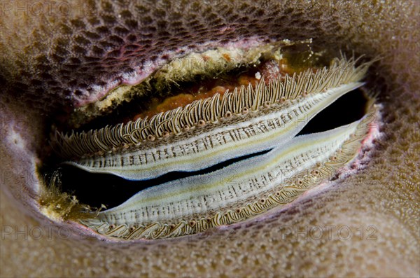 Iridescent Scallop (Pedum spondyloideum)