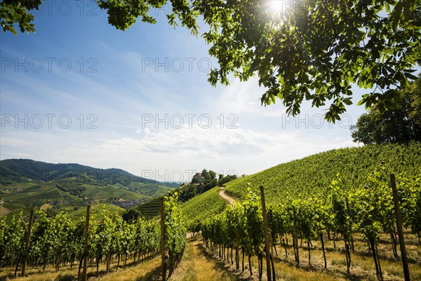 Burg Staufenberg castle and vineyards