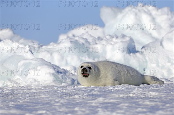 Harp Seal or Saddleback Seal (Pagophilus groenlandicus