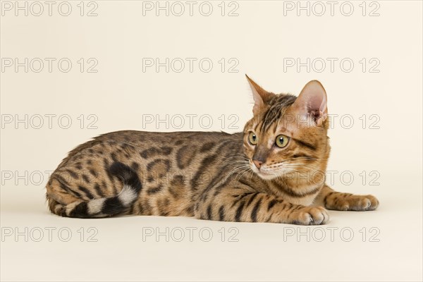 Bengal cat