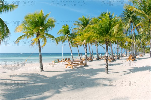 Sandy beach with palm trees