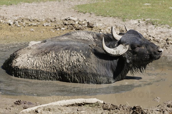 Water buffalo (Bubalus bubalis)