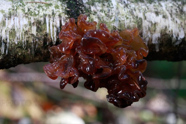 Tremella Fungus